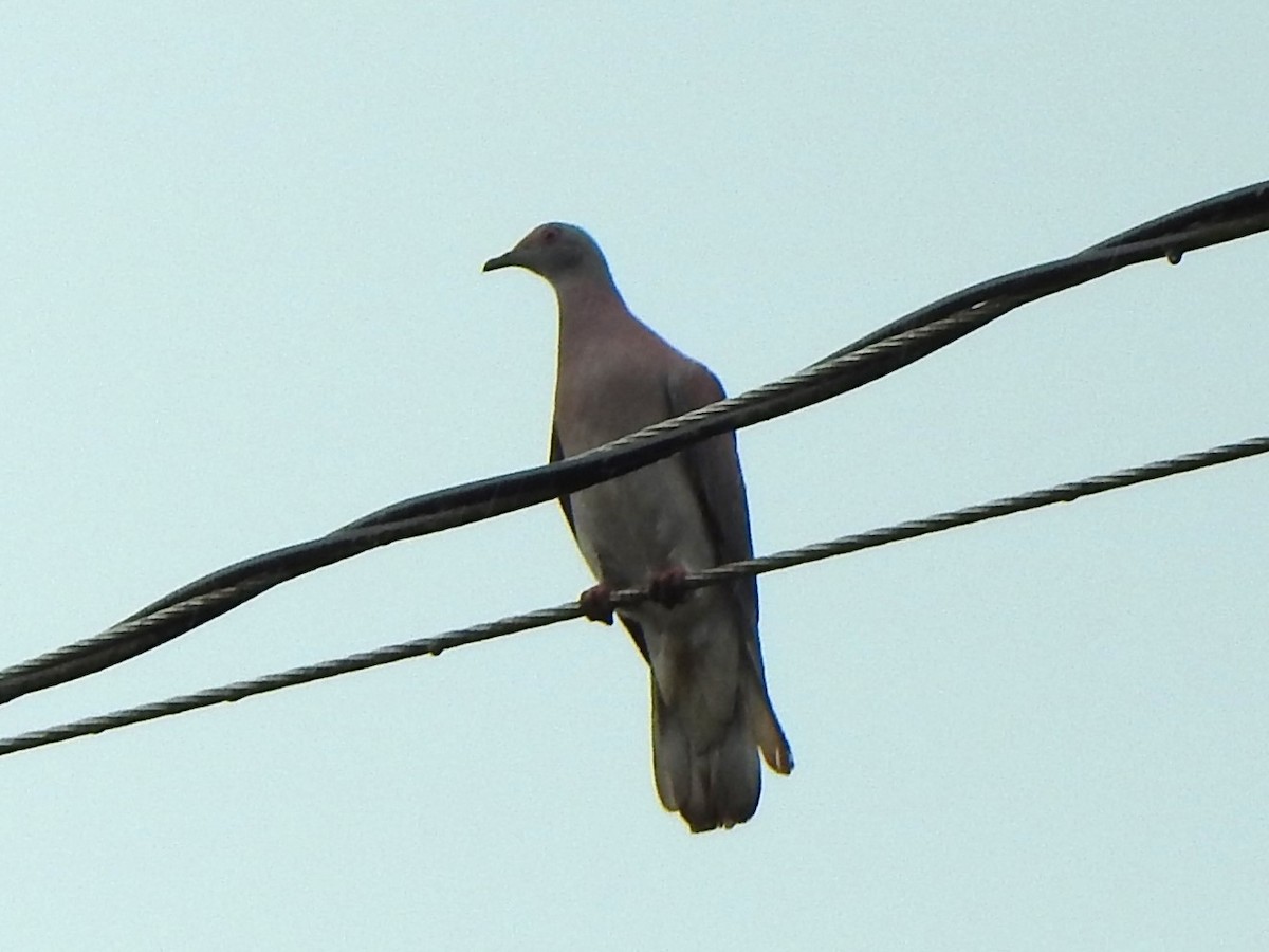 Pale-vented Pigeon - ML614798237