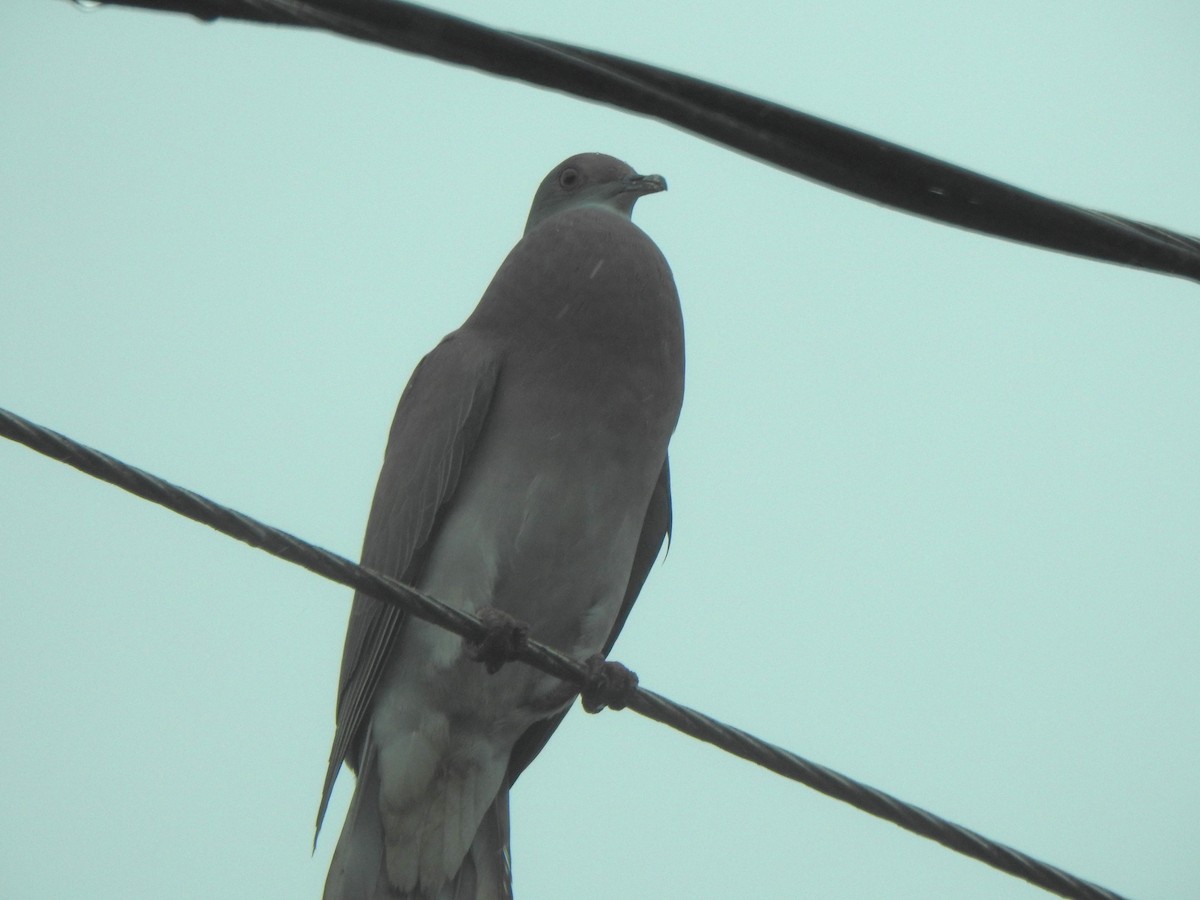 Pale-vented Pigeon - Anna Stalcup