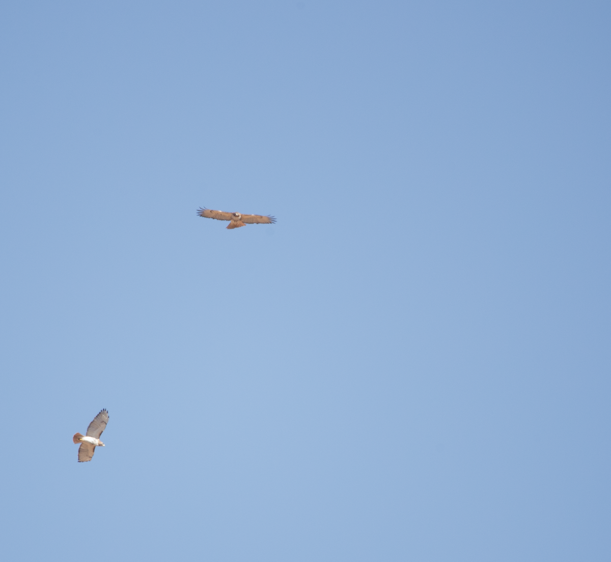 Red-tailed Hawk - ML614798255