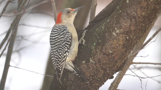 Red-bellied Woodpecker - ML614798369