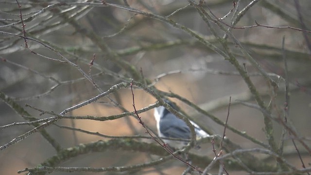White-breasted Nuthatch (Eastern) - ML614798414