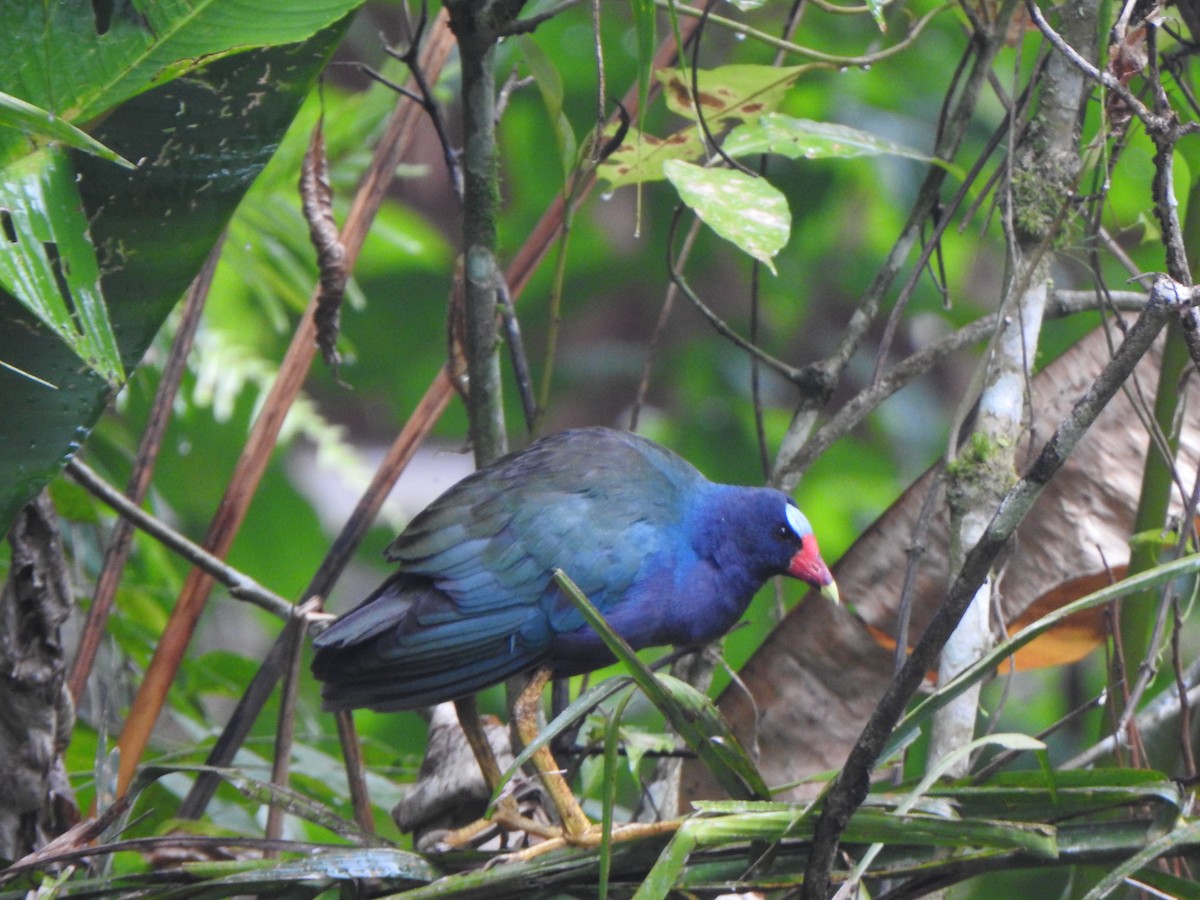 Purple Gallinule - Anna Stalcup
