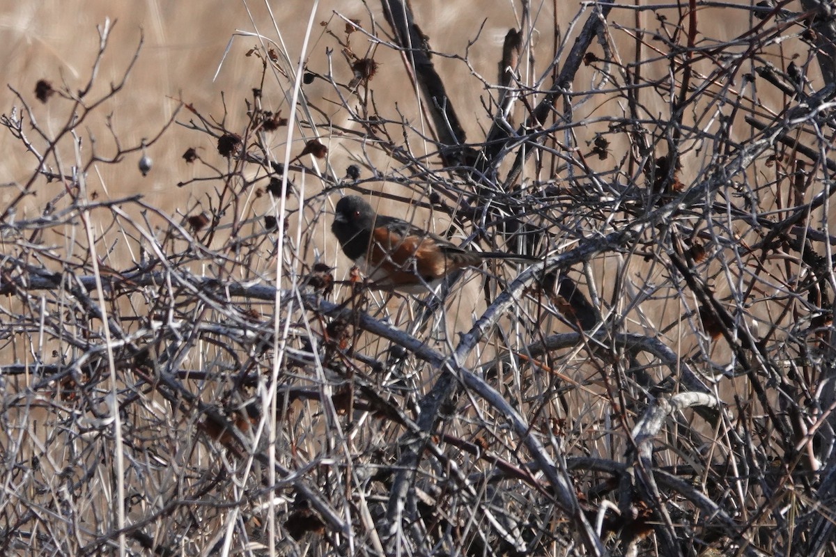 Spotted Towhee - ML614798517