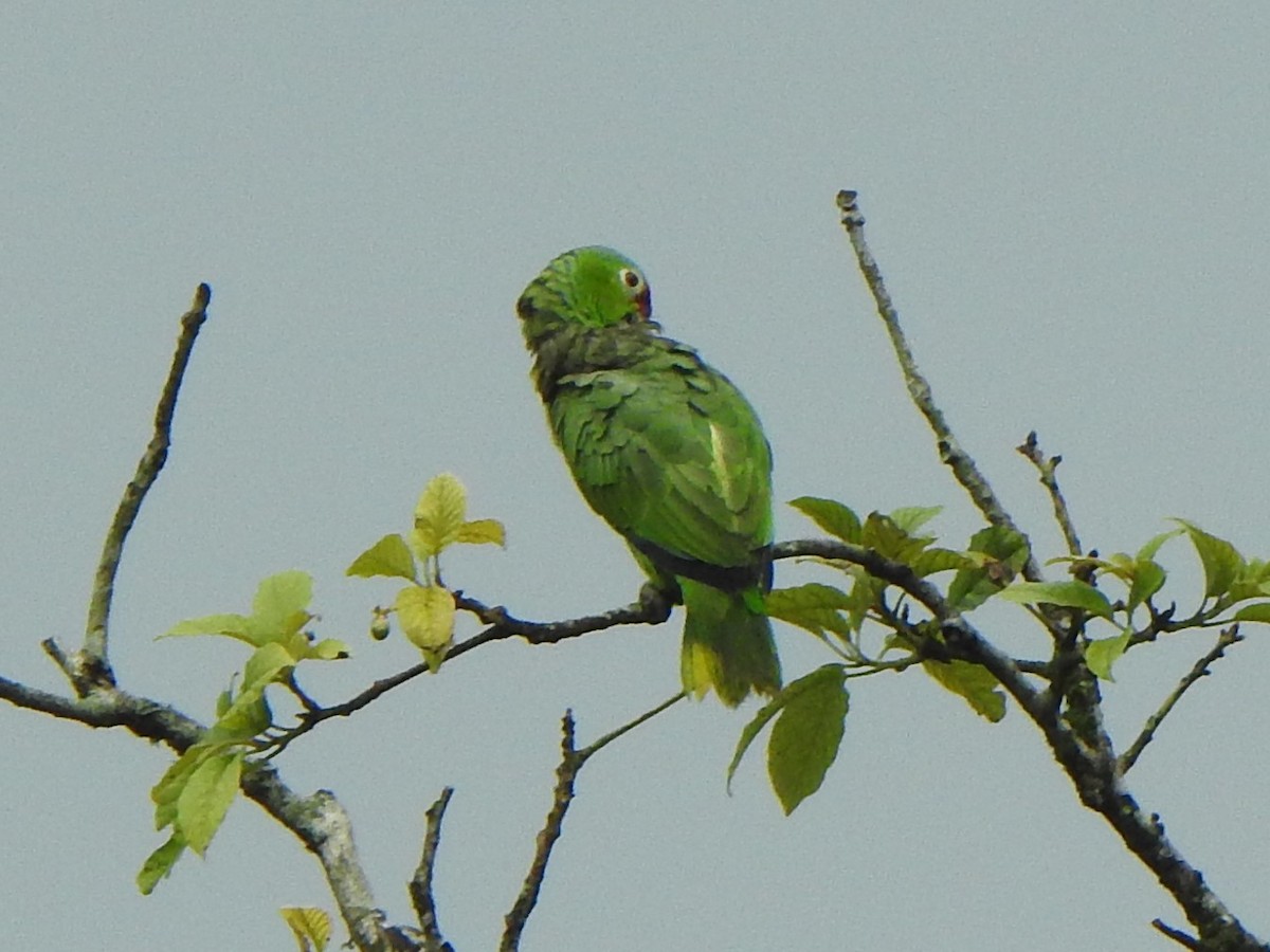 Red-lored Parrot - Anna Stalcup