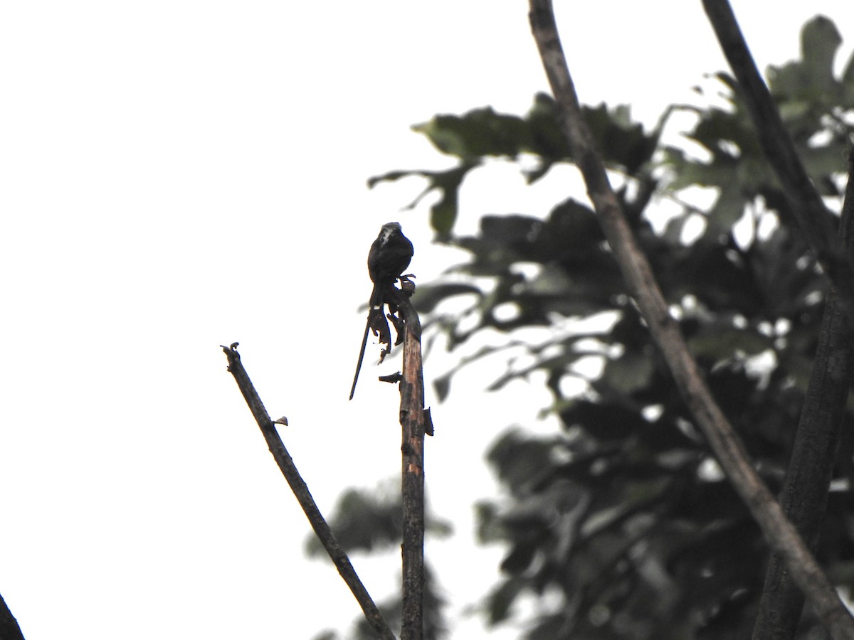 Long-tailed Tyrant - Anna Stalcup