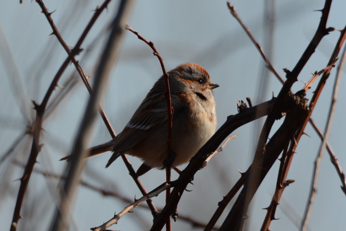 American Tree Sparrow - ML614798872