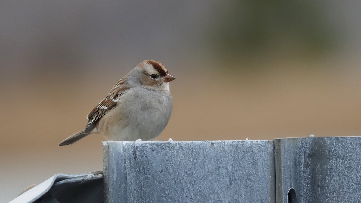 White-crowned Sparrow - ML614799038