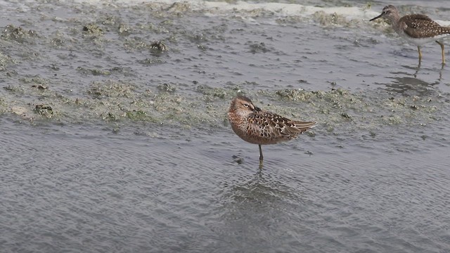 Long-billed Dowitcher - ML614799040