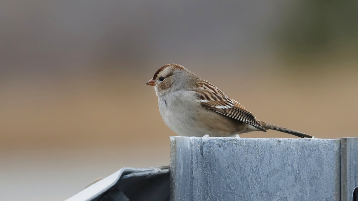 White-crowned Sparrow - Brenda Bull