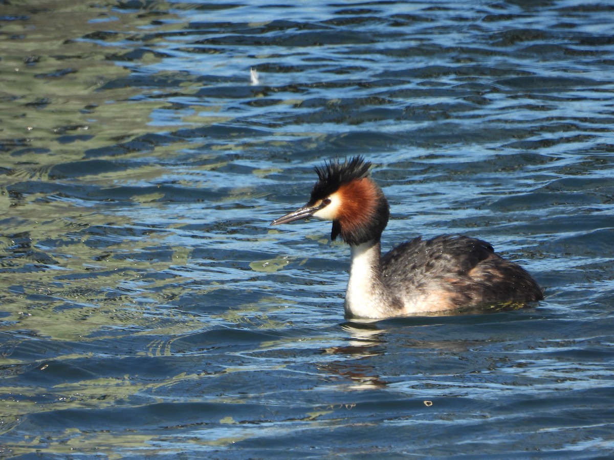Great Crested Grebe - ML614799188