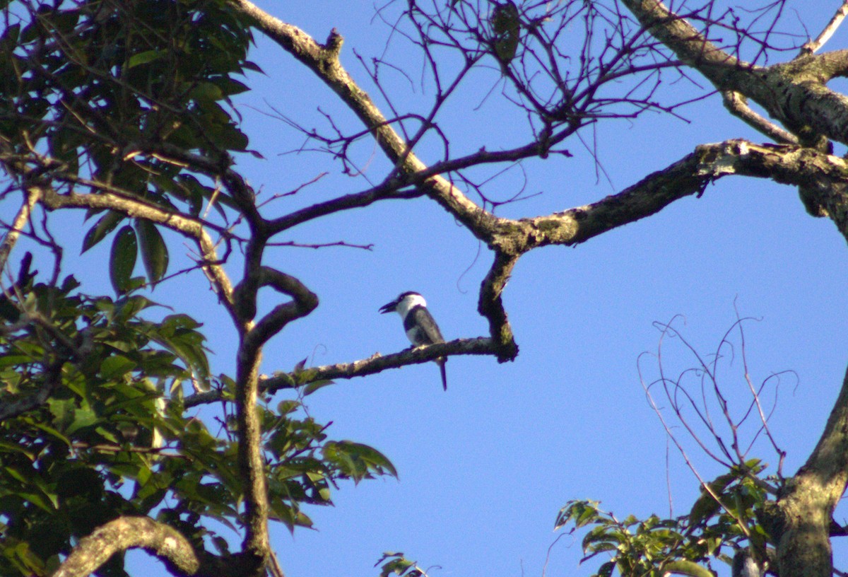 White-necked Puffbird - ML614799259