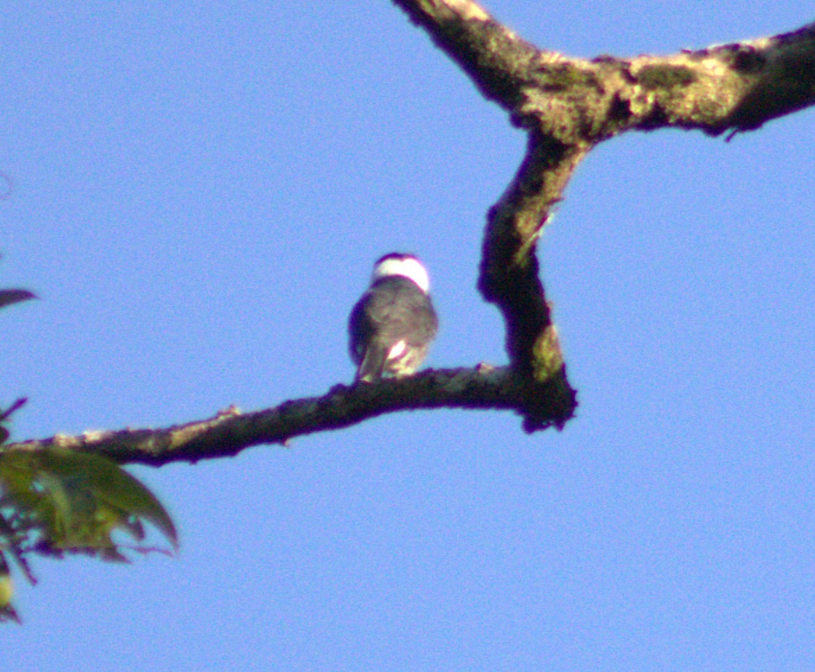 White-necked Puffbird - ML614799265
