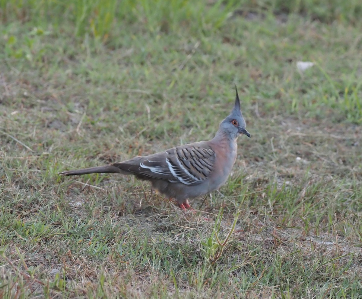 Crested Pigeon - ML614799420