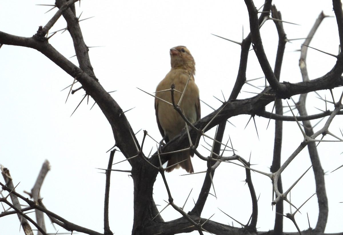 Yellow-throated Bush Sparrow - ML614799431