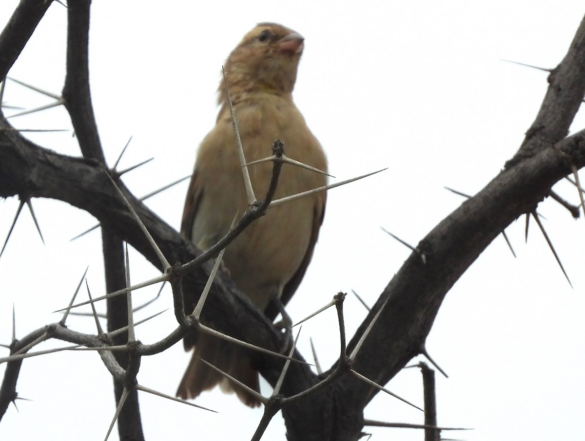 Yellow-throated Bush Sparrow - ML614799438
