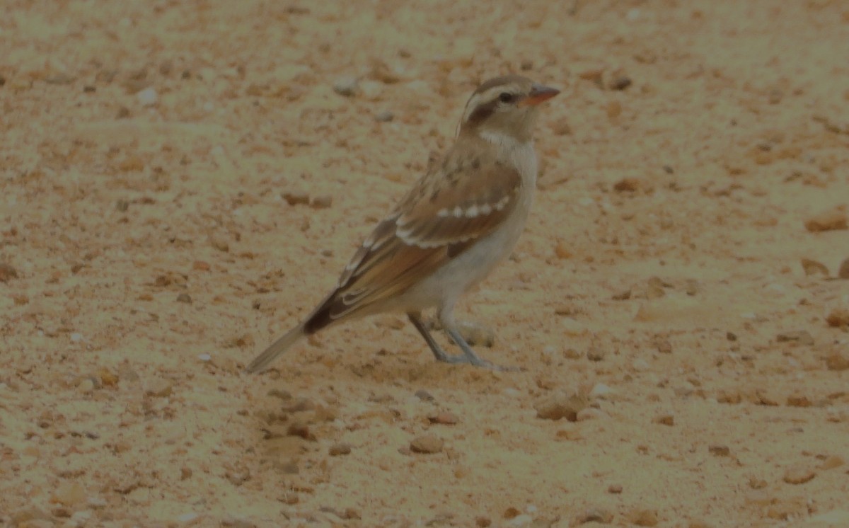 Yellow-throated Bush Sparrow - ML614799455