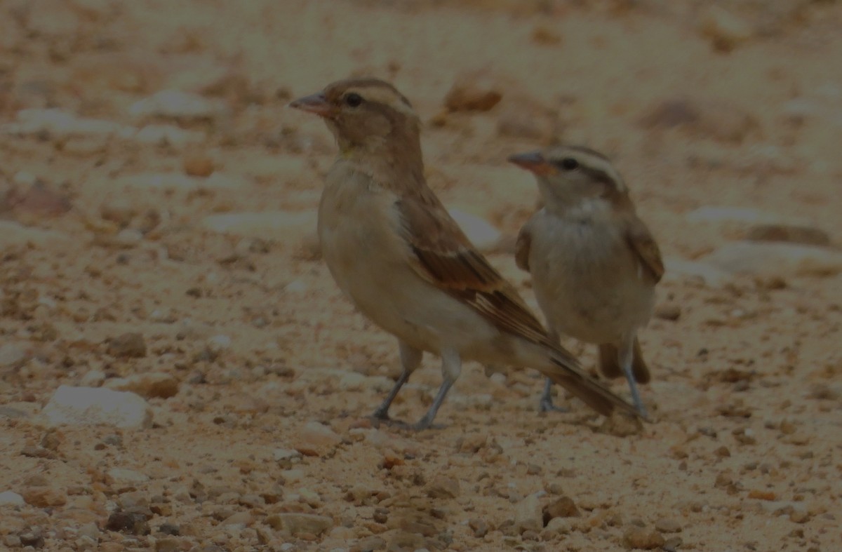 Yellow-throated Bush Sparrow - ML614799487