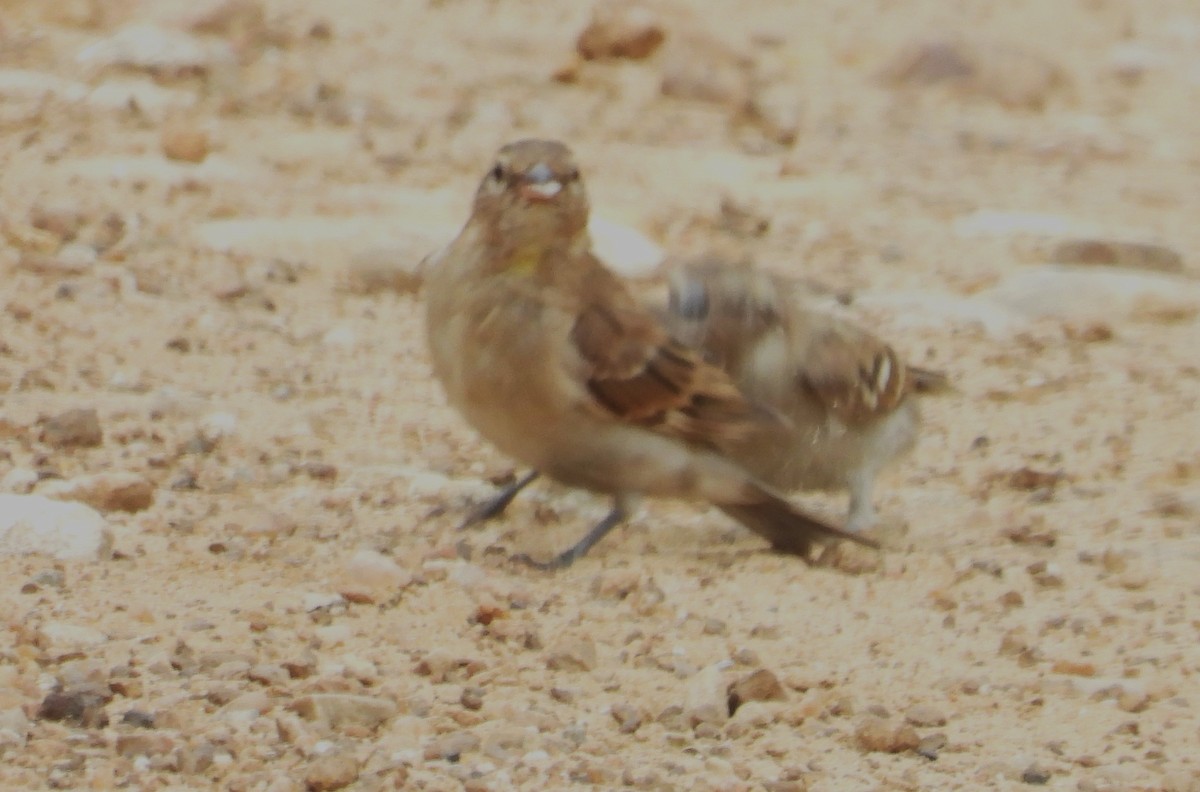 Yellow-throated Bush Sparrow - ML614799496