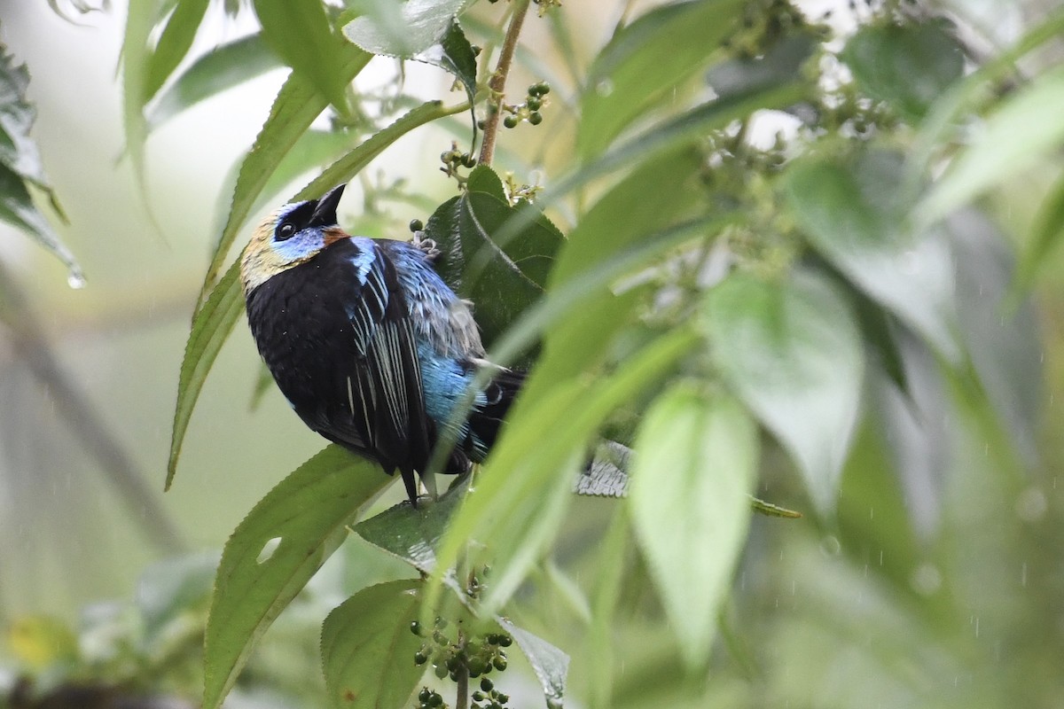 Golden-hooded Tanager - Brad Sale