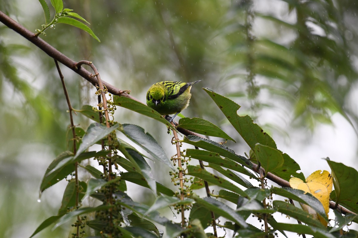 Emerald Tanager - ML614799680