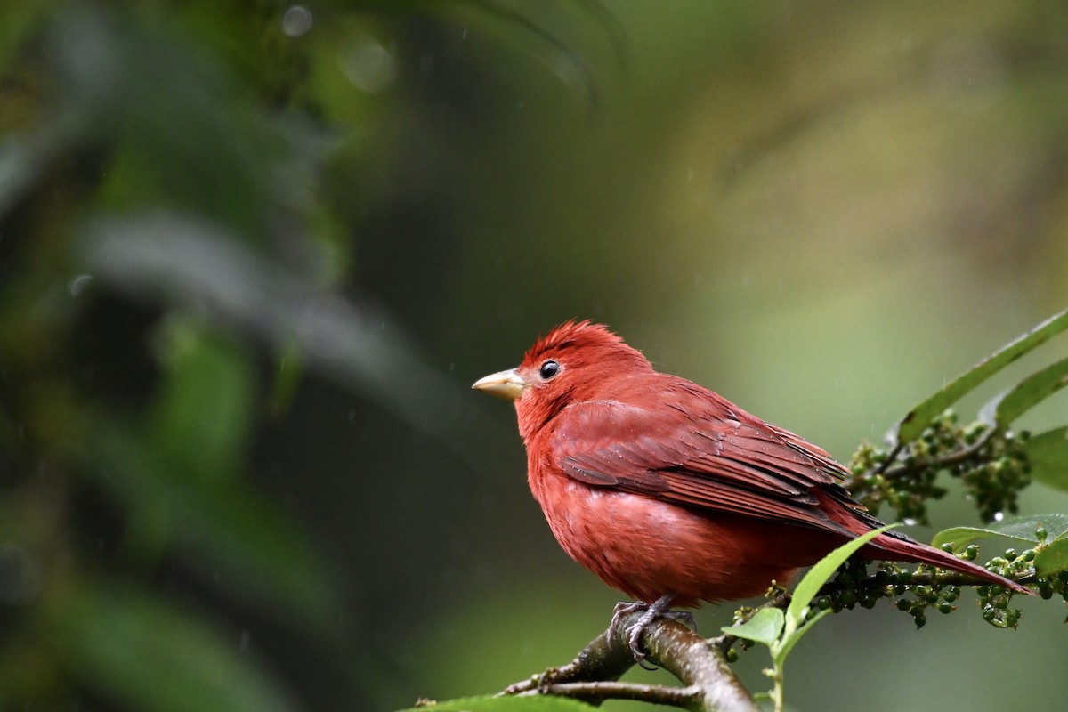 Summer Tanager - Brad Sale