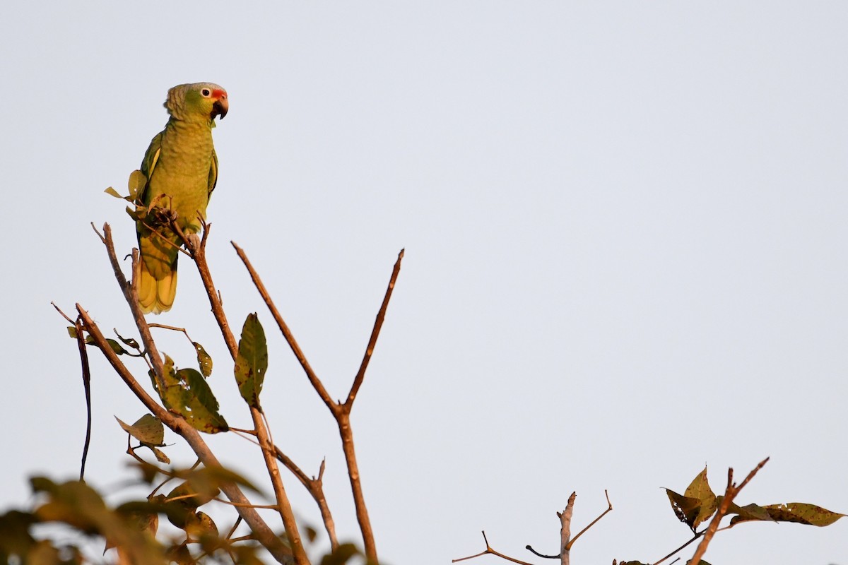 Red-lored Parrot - Brad Sale