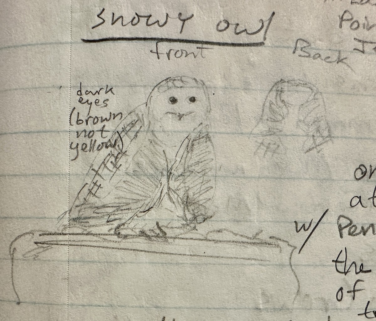 Snowy Owl - ML614799761