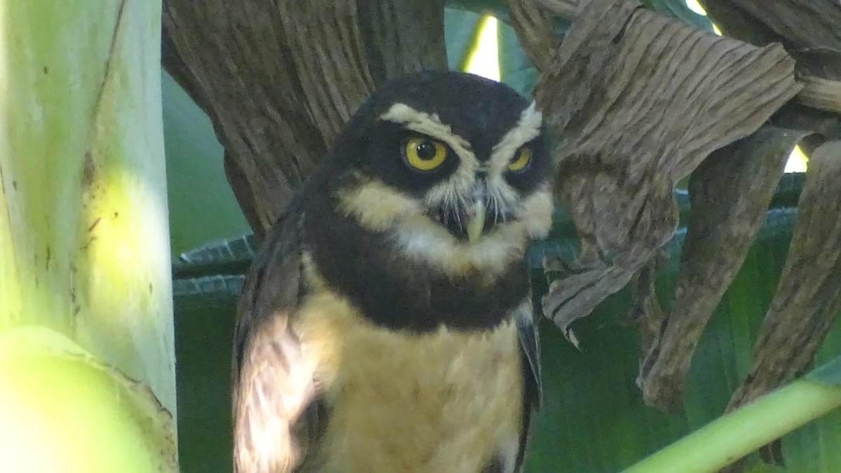 Spectacled Owl - ML614799762