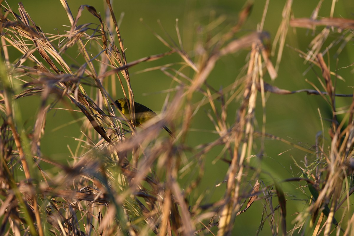 Olive-crowned Yellowthroat - Brad Sale