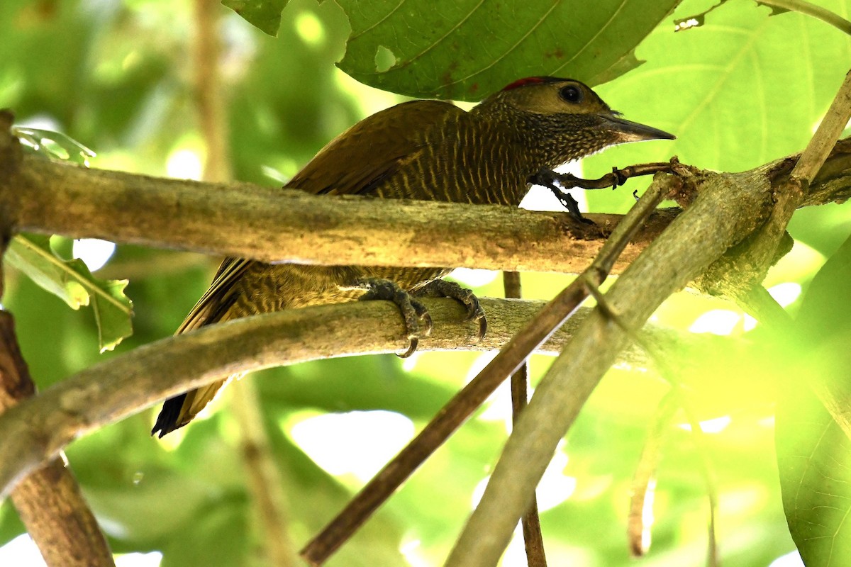 Golden-olive Woodpecker - Brad Sale