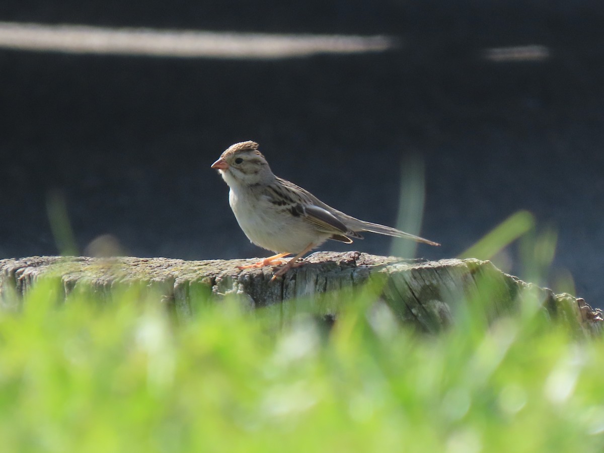 Clay-colored Sparrow - ML614799887
