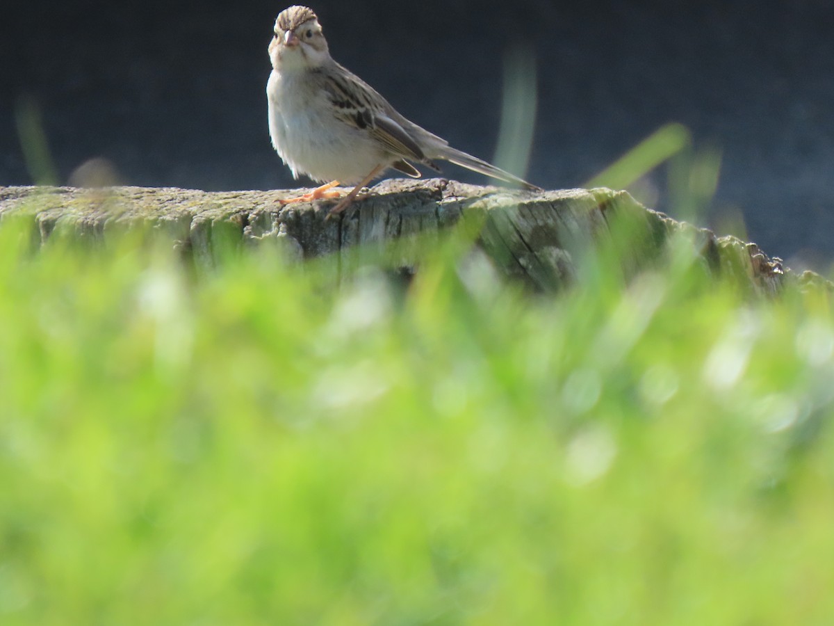 Clay-colored Sparrow - ML614799898
