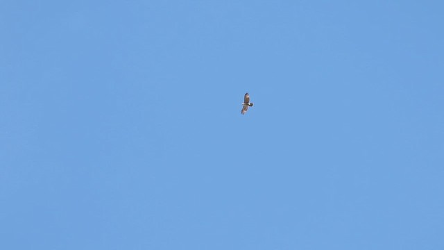 Red-tailed Hawk - ML614800121