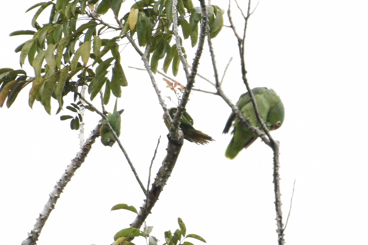 Olive-throated Parakeet - Brad Sale