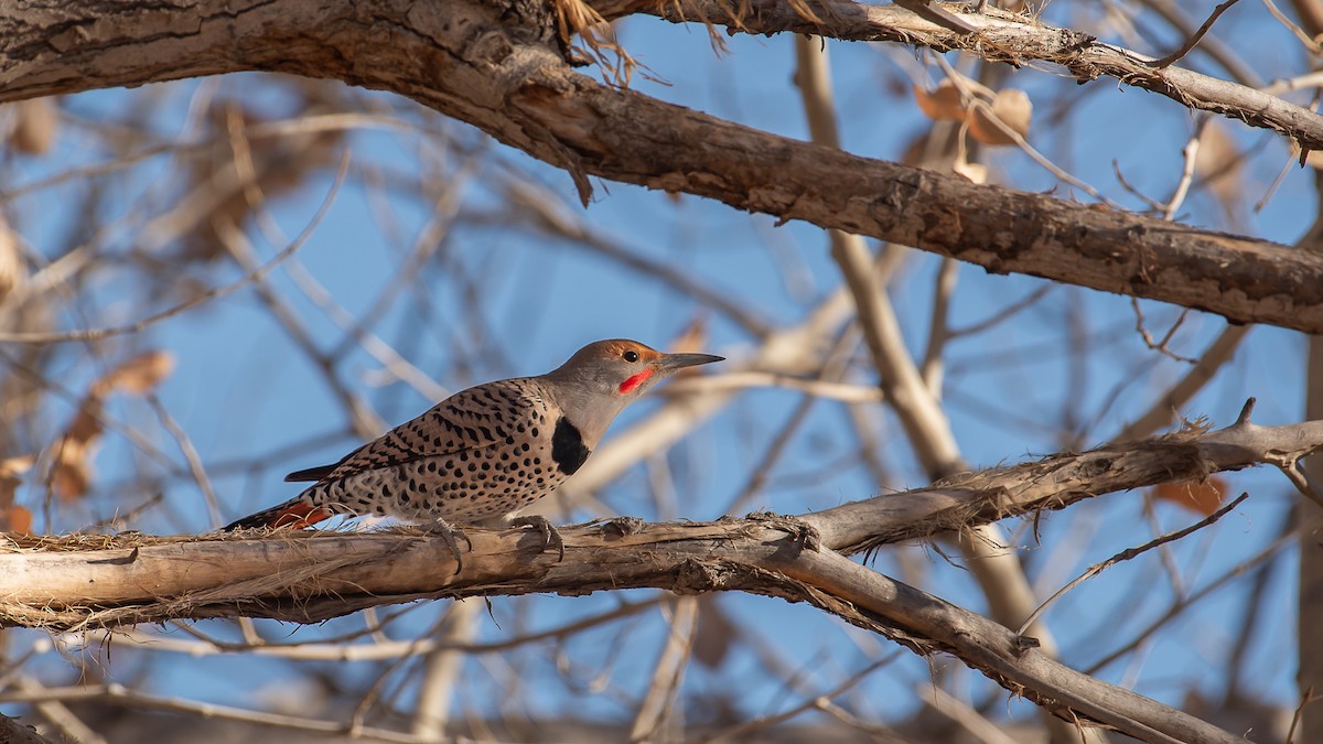 Northern Flicker (Red-shafted) - ML614800462