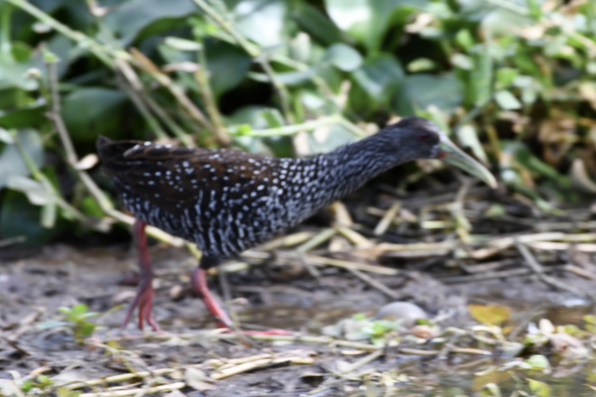 Spotted Rail - ML614800867