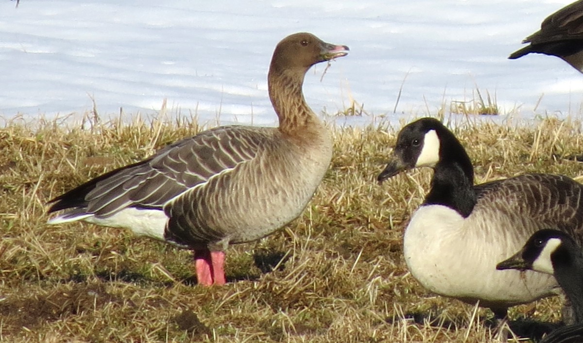 Pink-footed Goose - James Hirtle