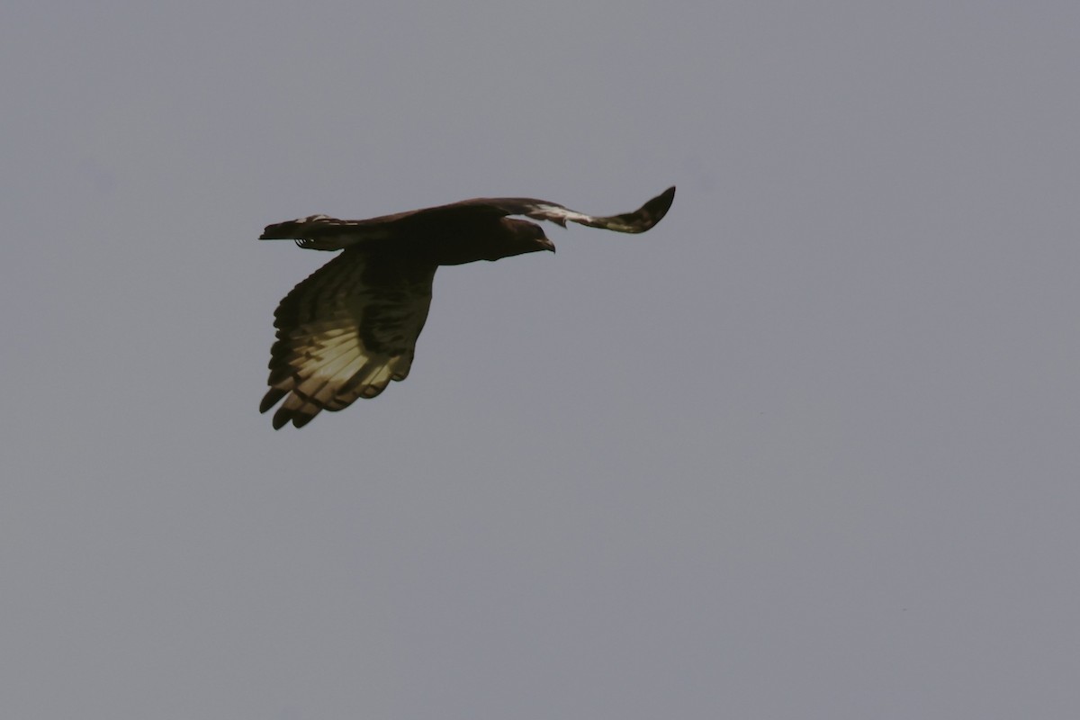 Long-crested Eagle - ML614801052