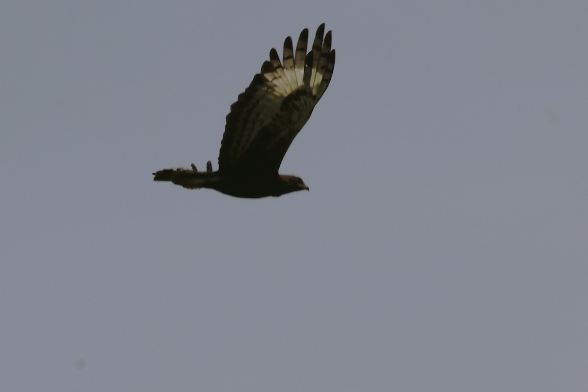 Long-crested Eagle - ML614801054
