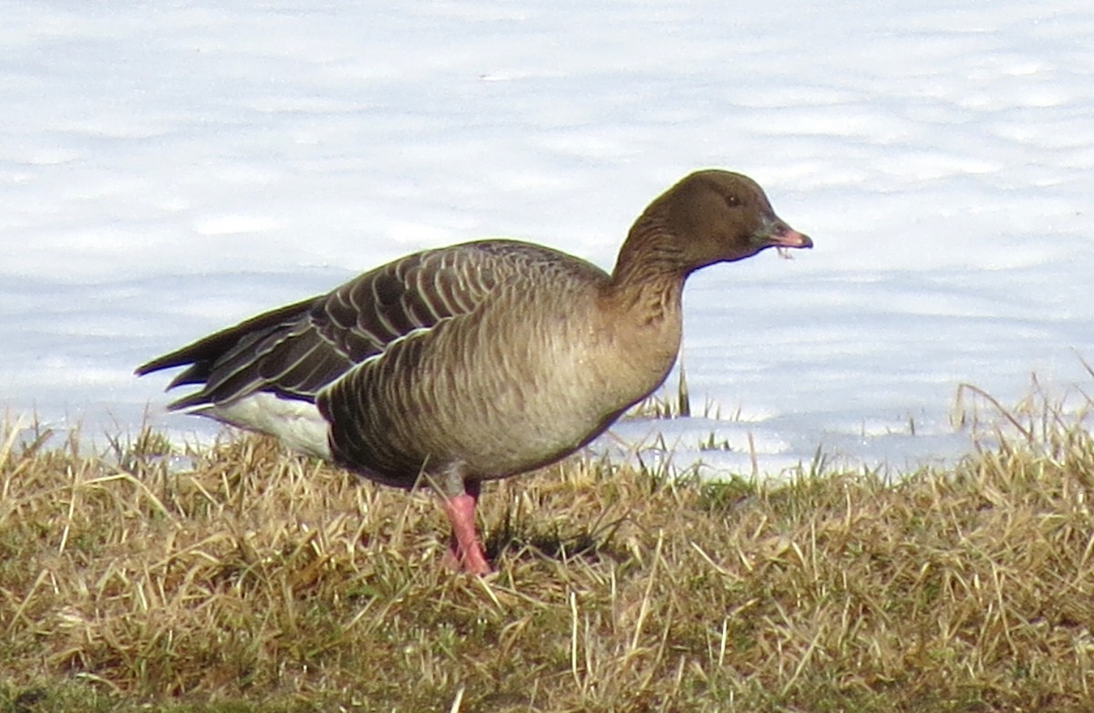 Pink-footed Goose - ML614801059