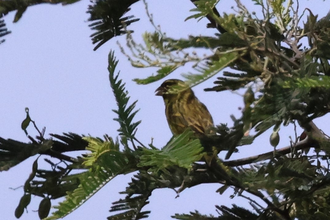 Forest Canary - ML614801077