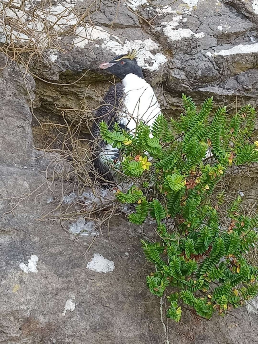 Pingüino Saltarrocas Meridional (filholi) - ML614801111