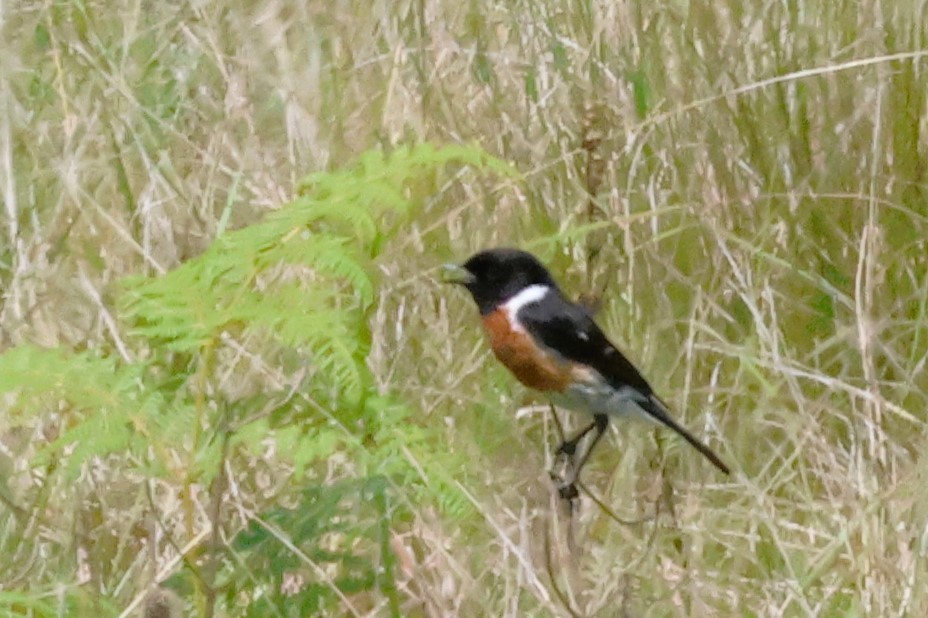African Stonechat (African) - Audrey Whitlock