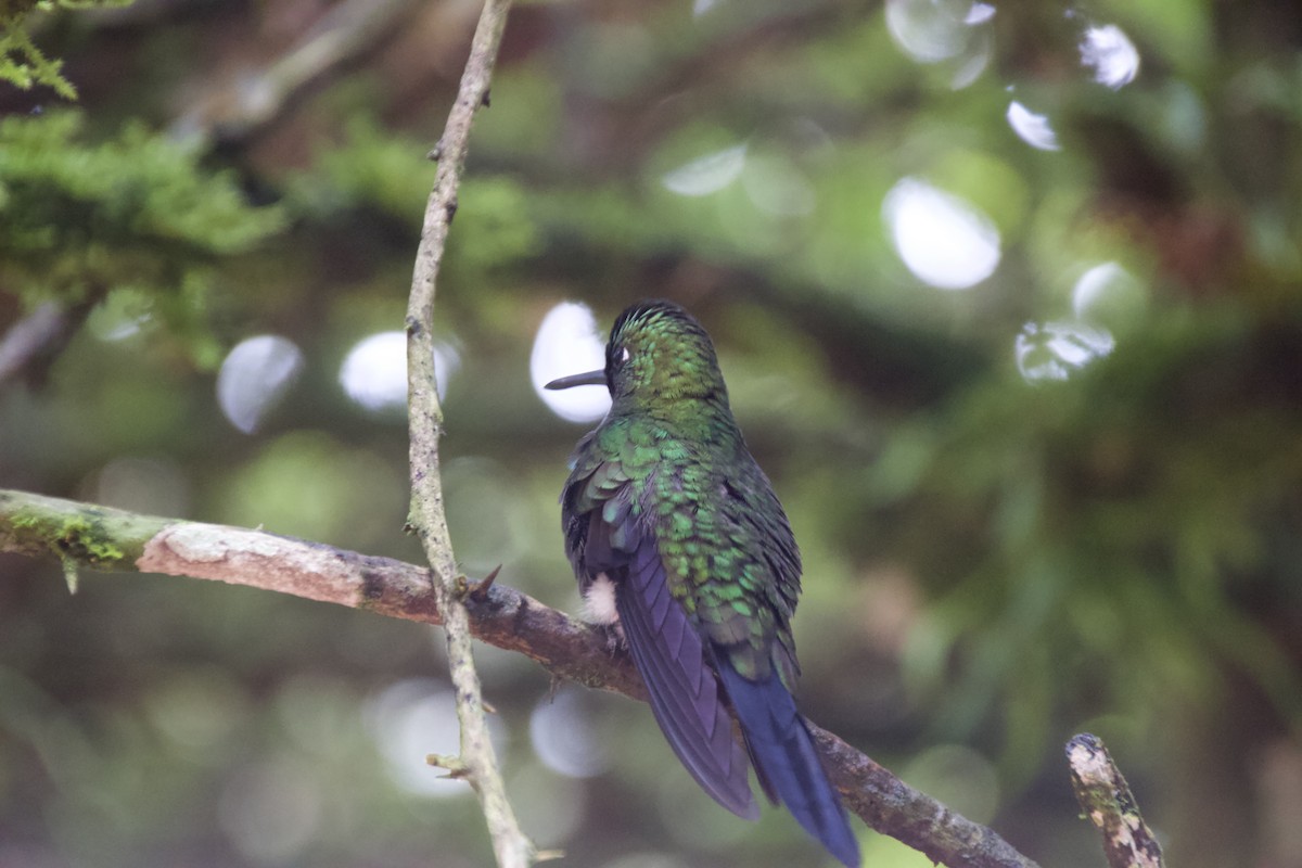 Violet-headed Hummingbird - ML614801313