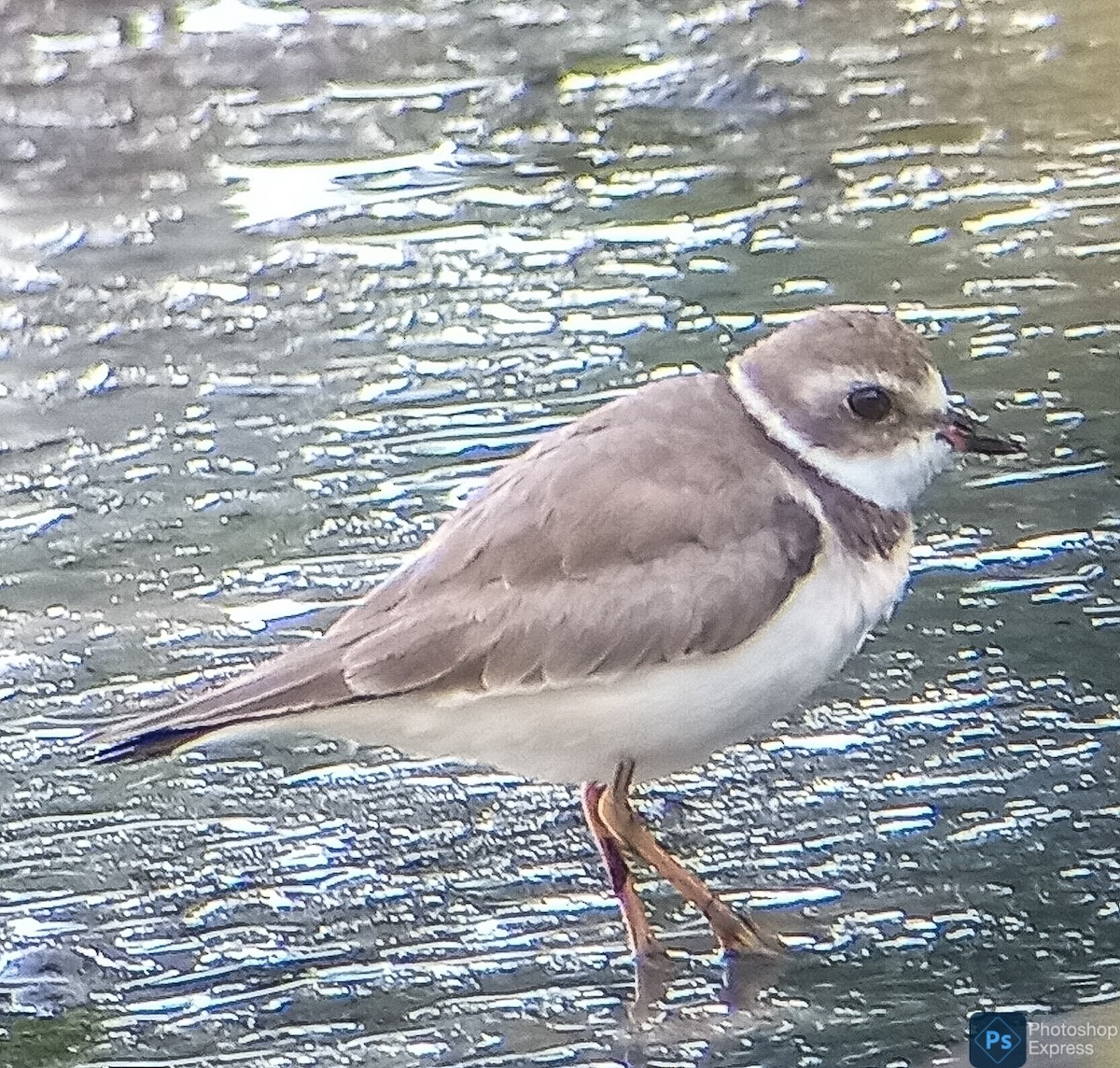 Semipalmated Plover - ML614801530