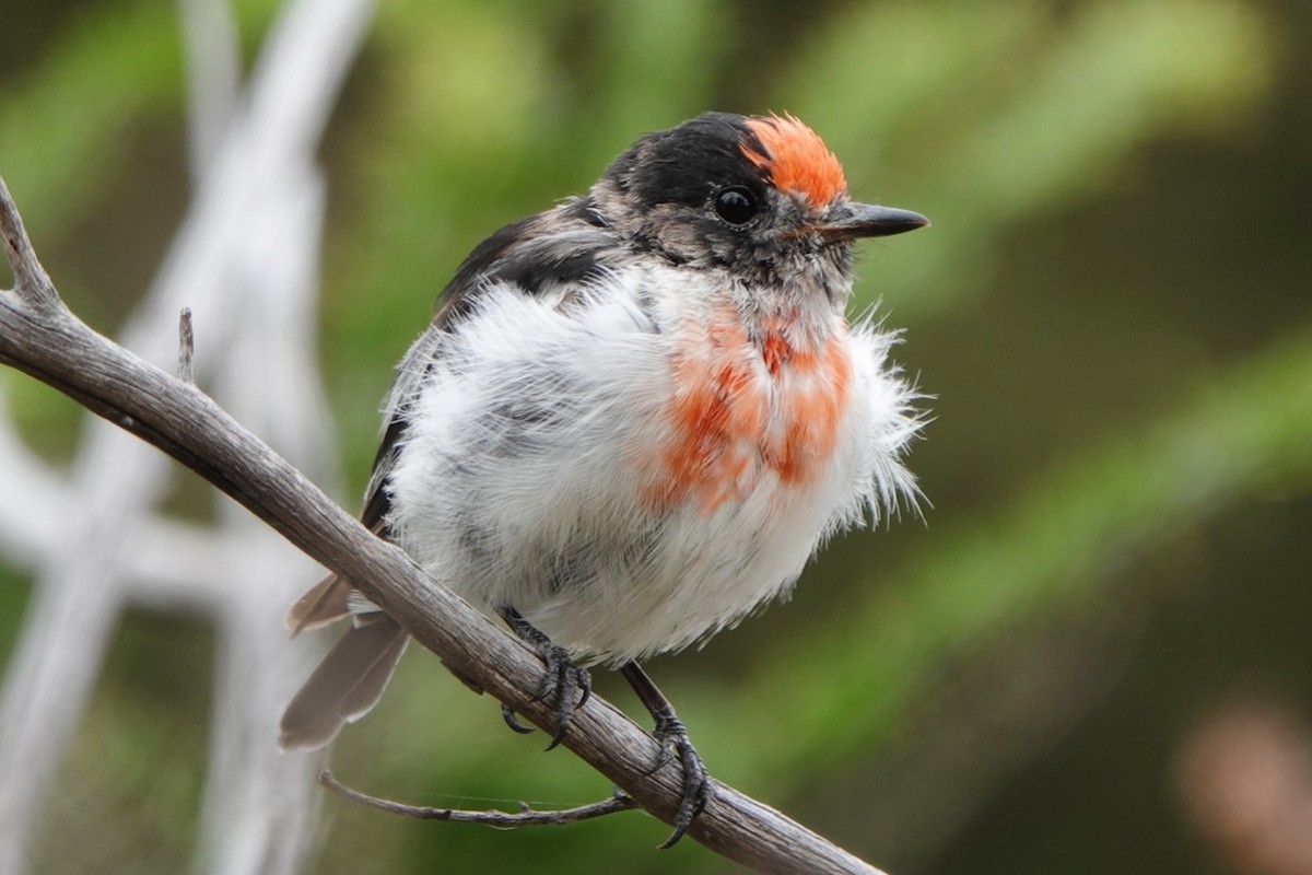 Red-capped Robin - ML614801770