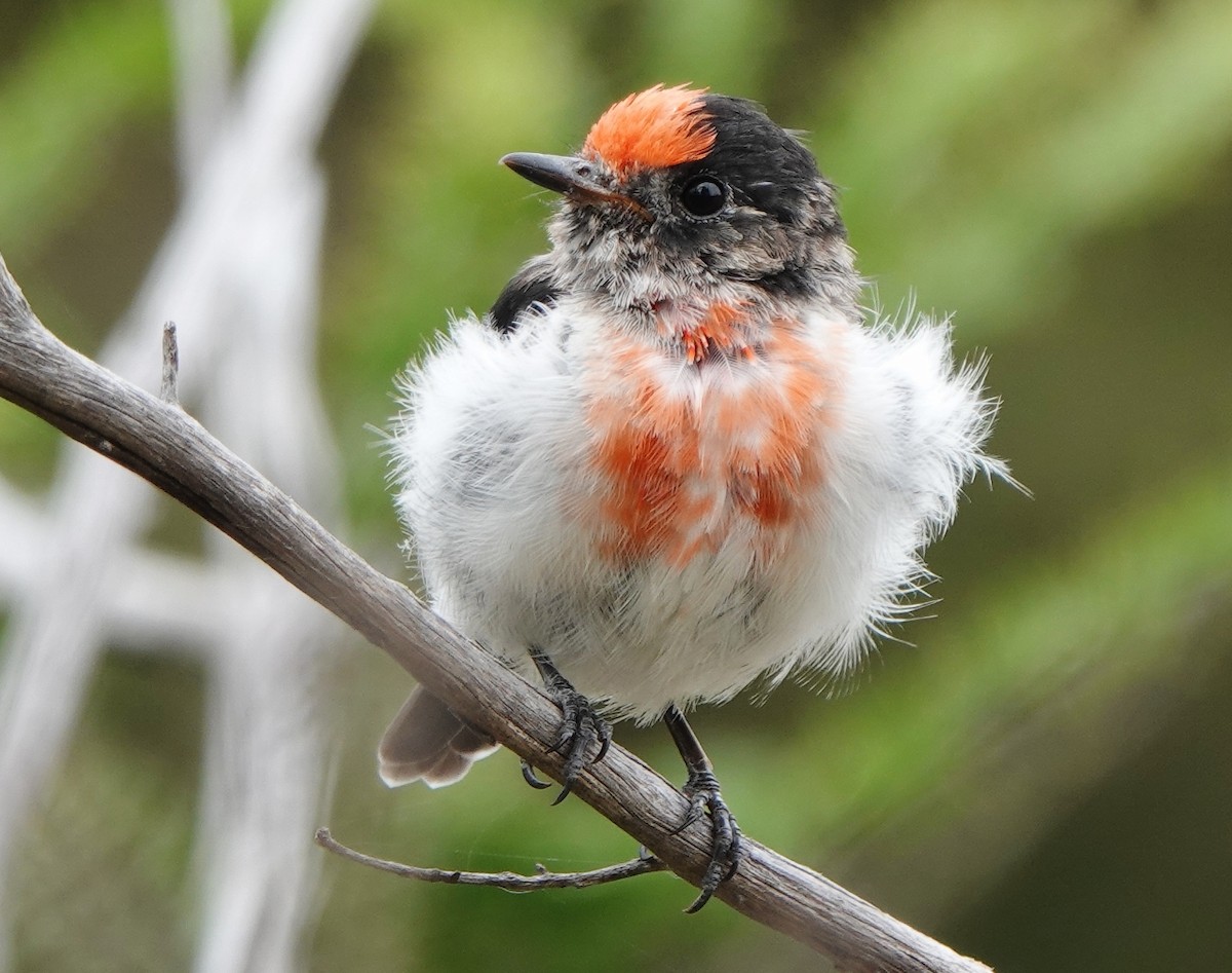 Red-capped Robin - ML614801773
