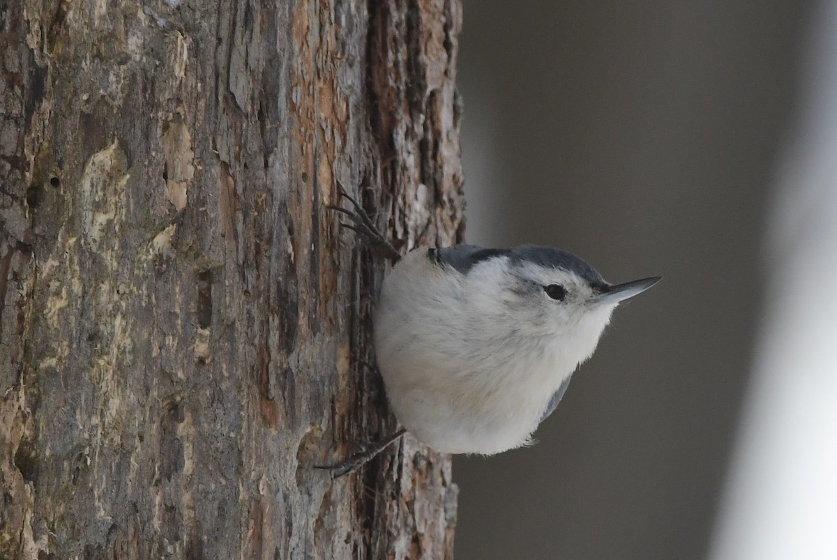 White-breasted Nuthatch - ML614801943