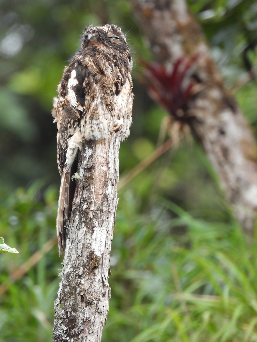Andean Potoo - ML614801945
