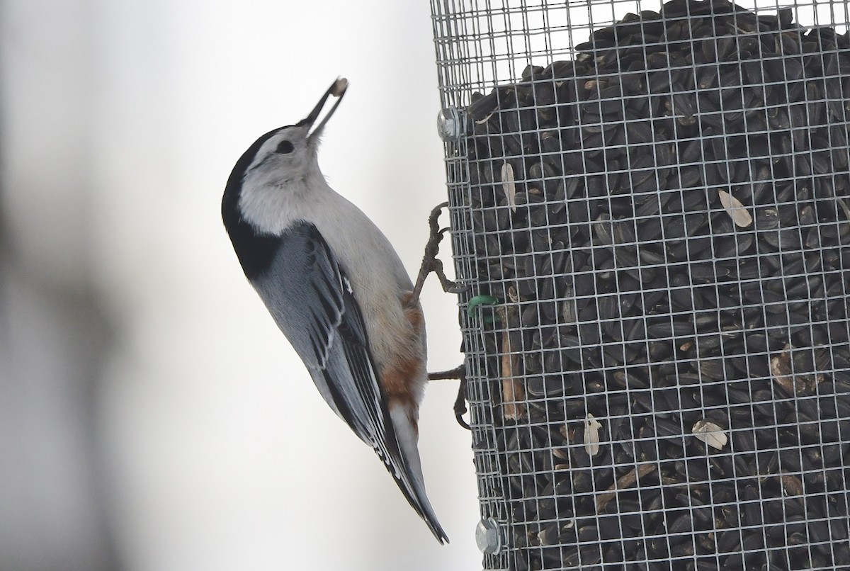 White-breasted Nuthatch - ML614801949